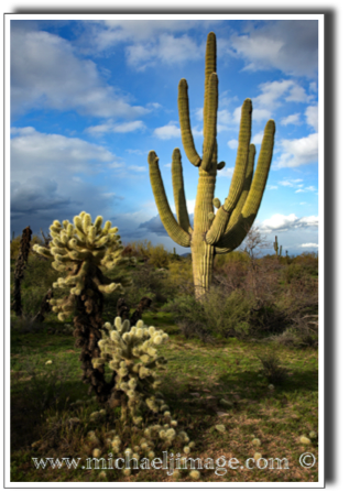 "cholla and saguaro"
granite mountain trail
scottsdale, az.